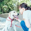 犬のしつけが上手な…