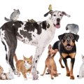 犬と飼うべきではな…