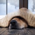 寒い季節に多い犬の…