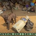 炎天下に繋がれ続け…