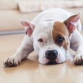 犬にしつけをするの…
