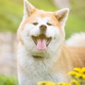 語り継がれている犬…