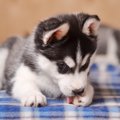犬が肉球を舐める理…