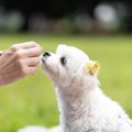 犬に与えてはいけな…