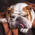 犬が悲しんでいると…