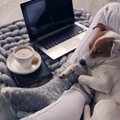 はやく～♡犬が『楽し…