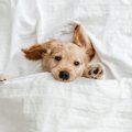 犬が『一緒に寝たい…
