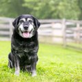 老犬だけが見せる『…