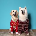 犬に冬服は必要？その必要性や活用法、おすすめ商品まで