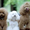 トイプードルの多頭…