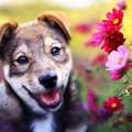 犬が『好きな色』は…