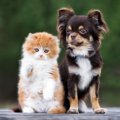 『ツンデレな犬種』3…