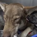 【感動】捨てられた…
