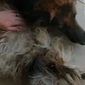 野生動物の攻撃に要…