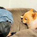 犬の飼い主が『高熱…