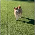 10歳柴犬さん♡ドッグ…