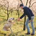 犬は飼い主がついた…