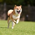 初めてのドッグラン…