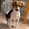 ご飯前、犬に『待て…