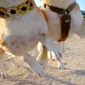 『犬の可愛い写真を…