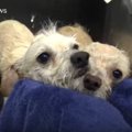 学校に現れる小型犬…