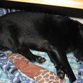 犬の寝姿に現れる心…