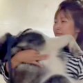朝、大型犬とお散歩→…
