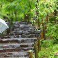 梅雨は犬が病気にな…