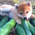 赤ちゃん柴犬を飼い…