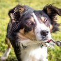 犬にも『反抗期』が…