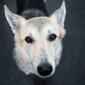 犬の気持ちは『鳴き…