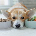 犬と一緒の食べ物を…