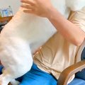 『近所の小型犬』を…