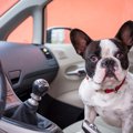 犬が車に乗るとソワ…