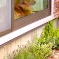 大型犬に留守番させ…