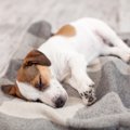 犬が出している『SOS…