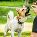 犬の要求がしつこい…