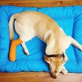 犬が足を怪我したと…