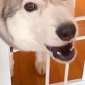 母が帰ってくると大…