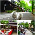 愛犬と一緒にドッグ…