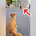 大型犬の散歩中『い…