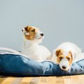 犬が快適と感じるベ…