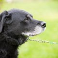 犬が飼い主に『嫌だ…