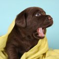 犬の鳴き声がもつ意…