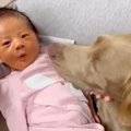 大型犬が暮らす家に…