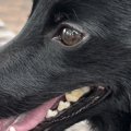 散歩中、小さな子ど…