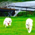 愛犬と快適に過ごせ…