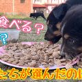 わんぱく子犬達が大…