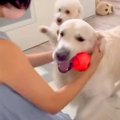 6日ぶりの『2匹の犬…