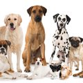犬種別の「特性によ…